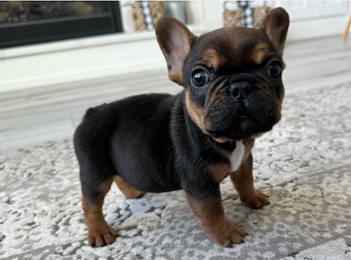 Frenchie Puppy